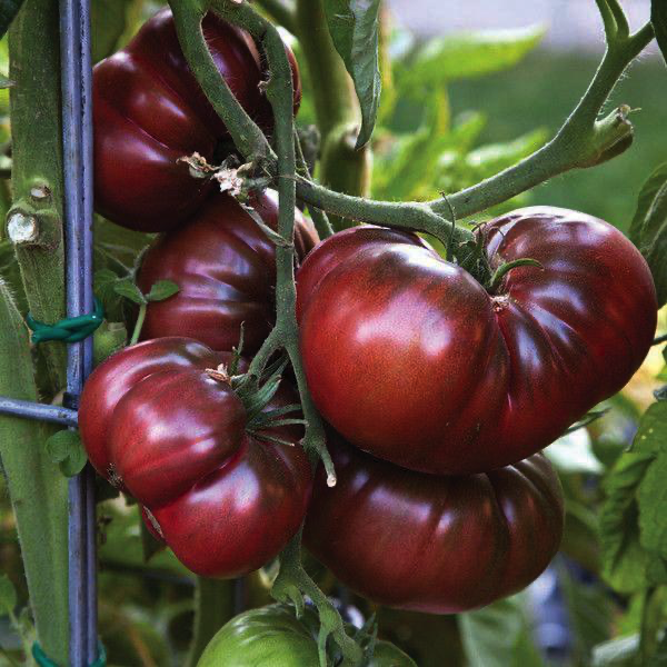[Hạt giống Mỹ] Hạt giống cà chua múi đen Black Krim