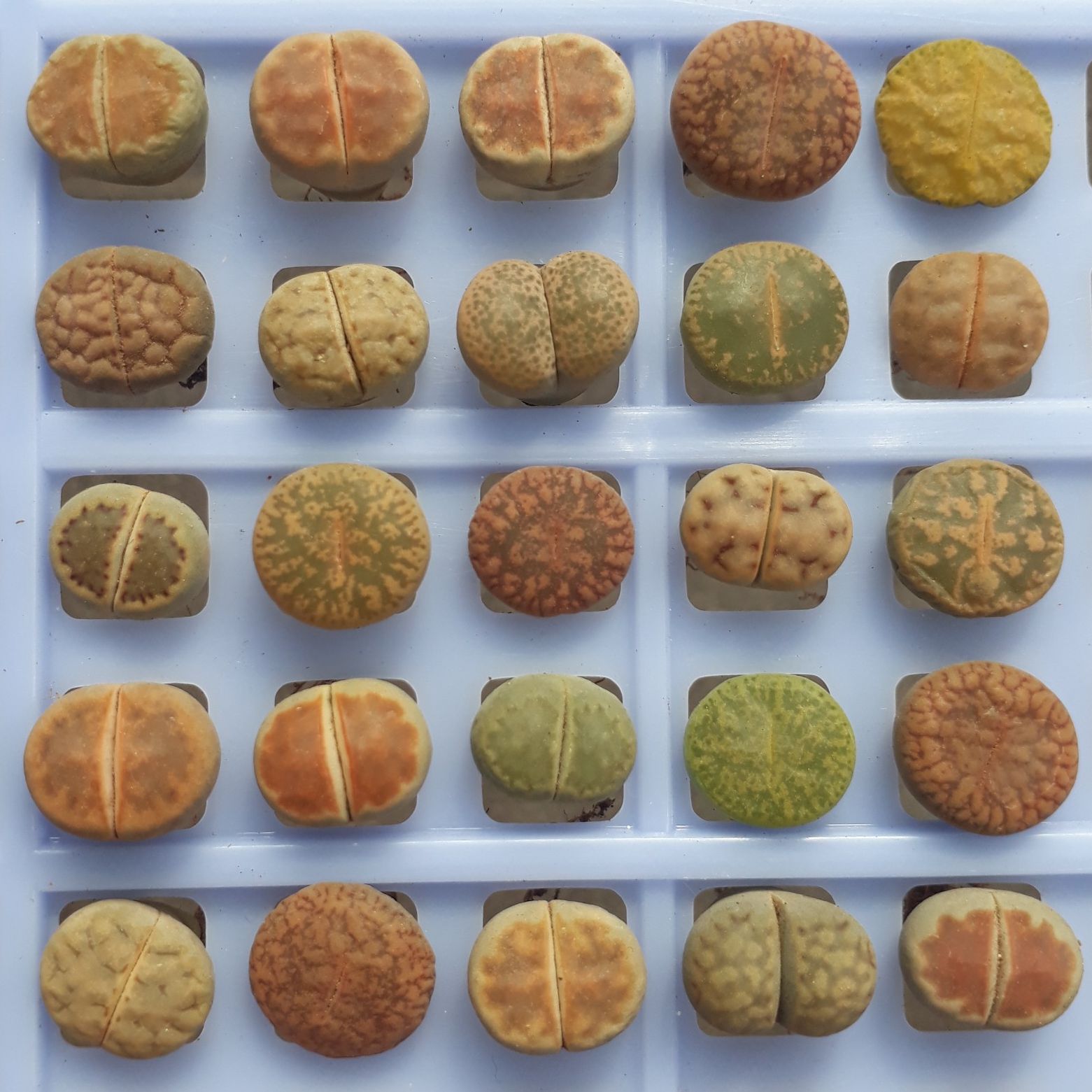 [HCM]Combo 10 Mông Ngẫu Nhiên Khác Vân Size 1.2 - 1.5cm (Sen Mông/Lithops/Thạch Lan)