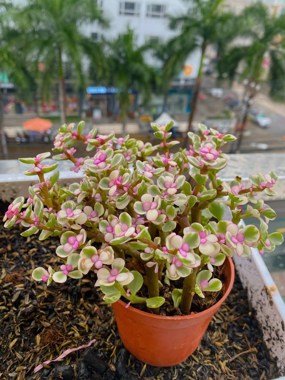 Sen Đá Đô La Hồng SUNNY GARDEN Xinh Xắn Dễ Chăm Sóc