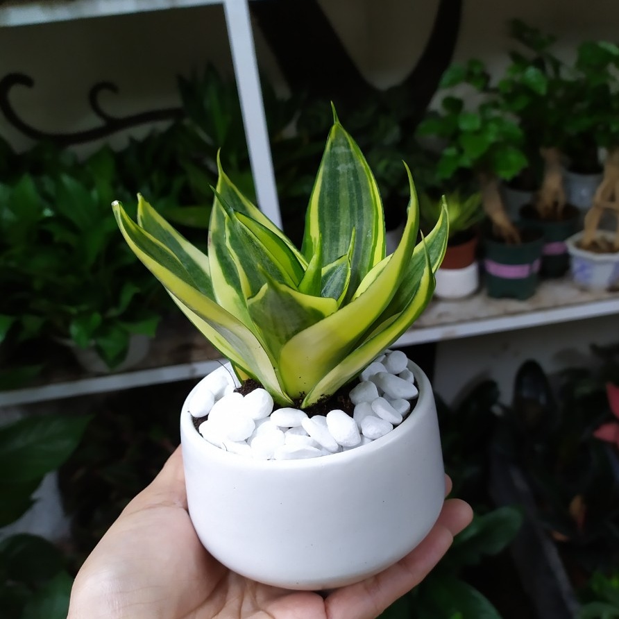 Cây Lưỡi Hổ Thái Viền Vàng Chậu Sứ đk 7,5 cm