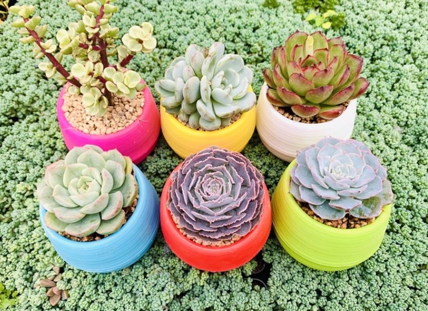 Chậu sen đá mini gồm cây và chậu ( giao cây mẫu bất kỳ)