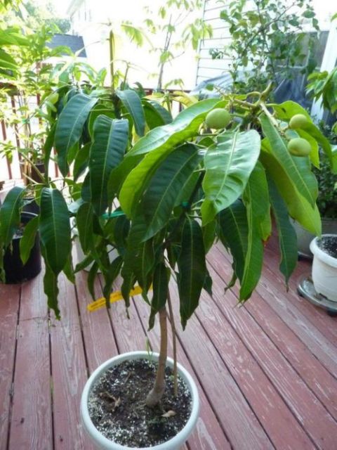 Cây xoài úc, cây đẹp. chuẩn giống