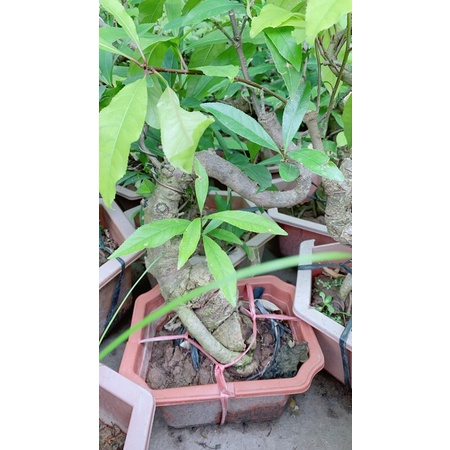 Lộc Vừng Bonsai