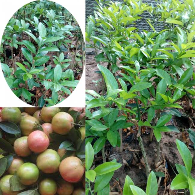 Combo 2 Cây giống chanh đào - NCCGCD