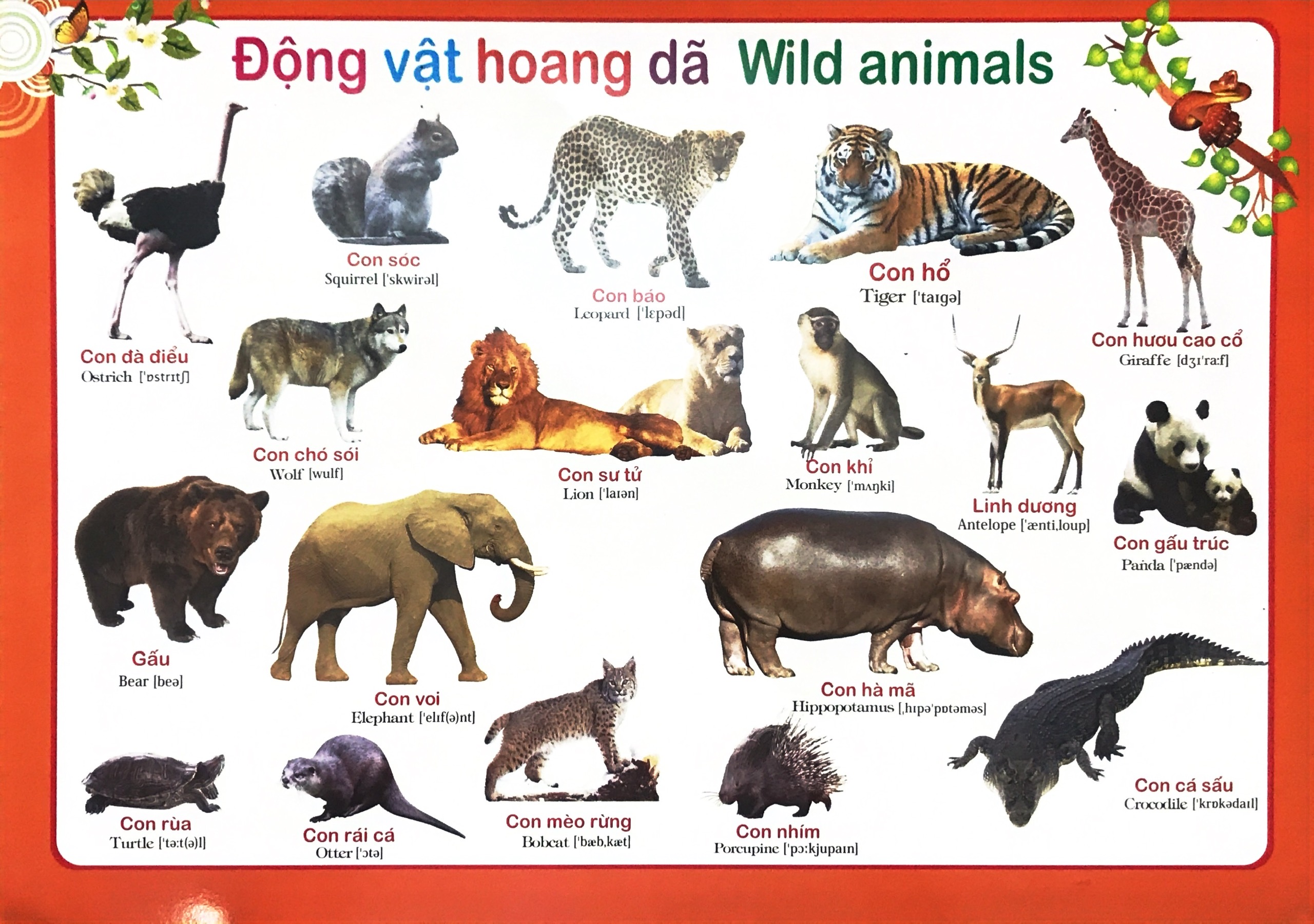 Bảng động vật nuôi - động vật hoang dã