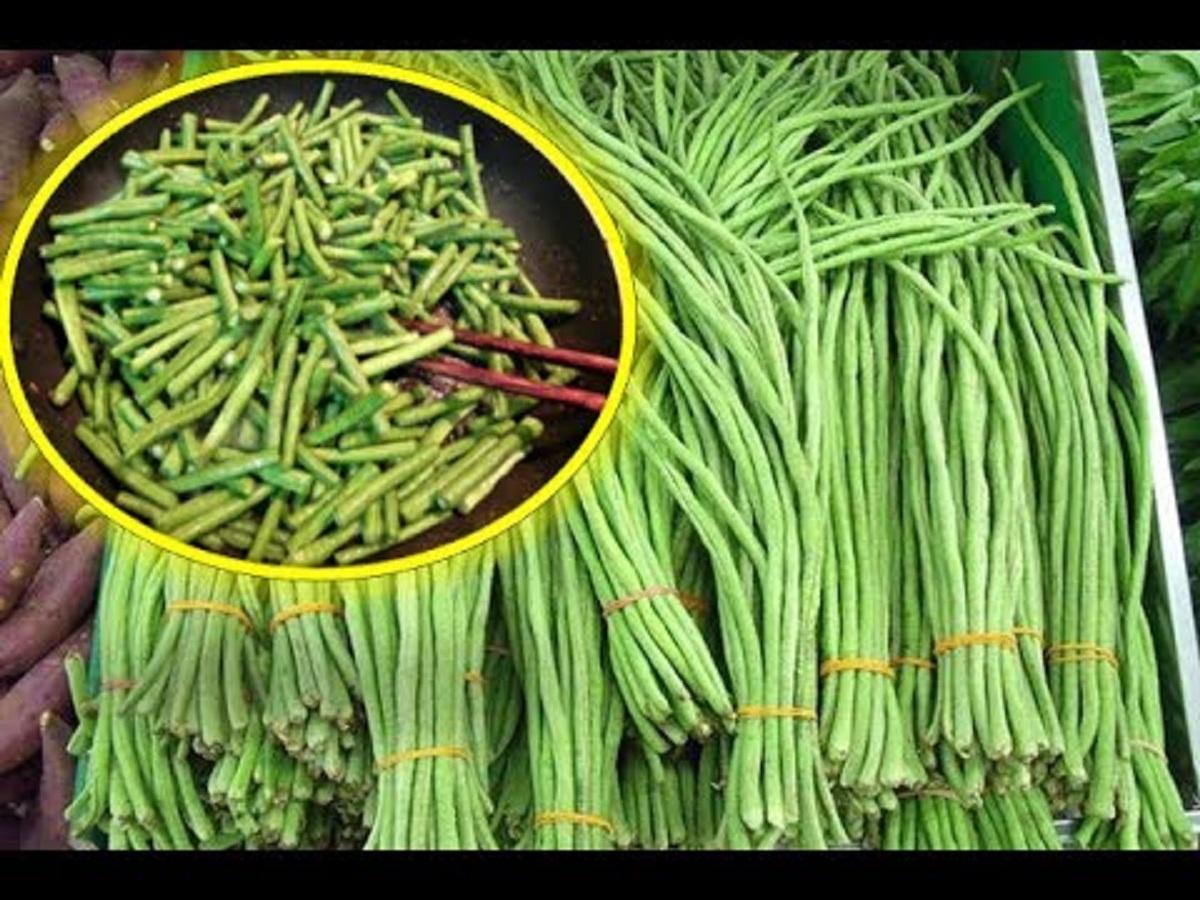 Hạt Giống Đậu Đũa Bụi Lùn Ngọt (Gói 20 Gam ~ 120 hạt) Tỉ Lệ Đậu Trái Cao, Nhiều Nhánh