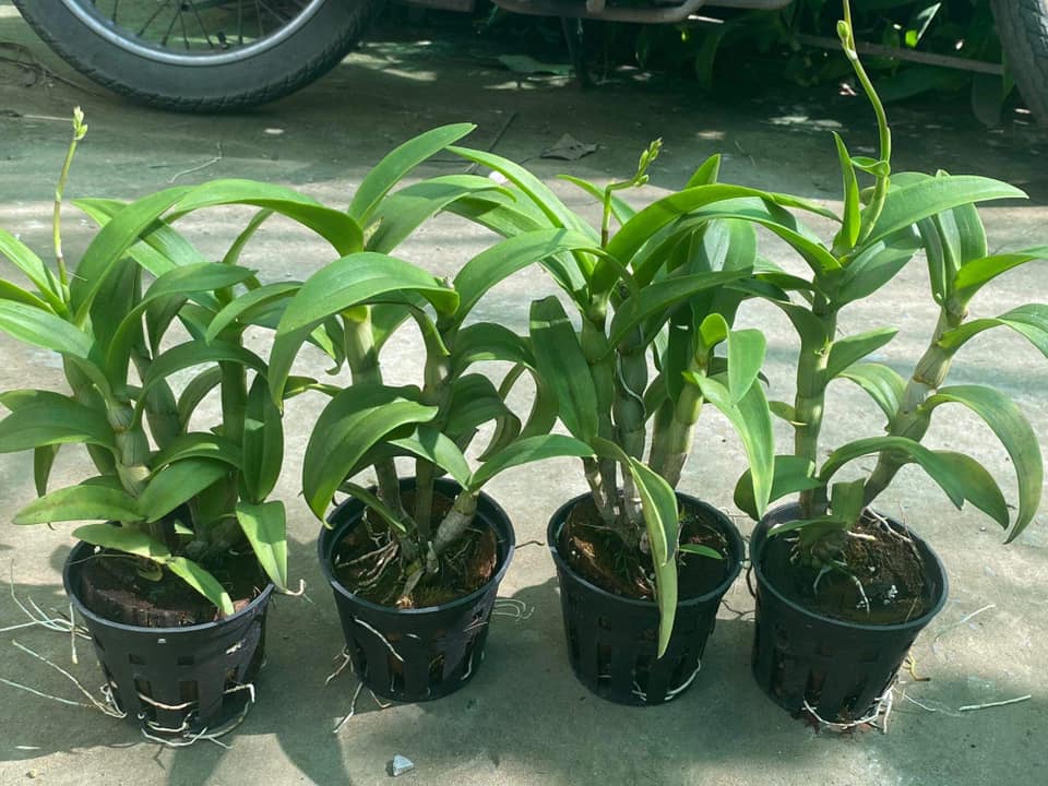 [HCM]Hoa lan dendro chớp vàng đỏ - 1 chậu (tỷ lệ xổ chớp) (hoa tết)