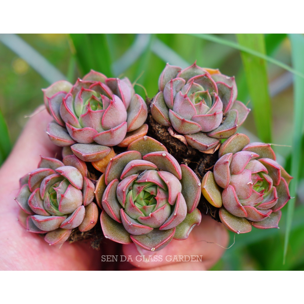 Sen đá bông hồng đỏ mini 2-3cm glass garden, bao khỏe, sen đá mini đà lạt, lỗi 1 đổi 1