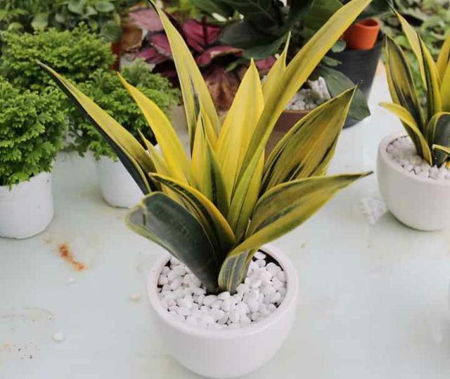 Lưỡi hổ Hoàng Kim