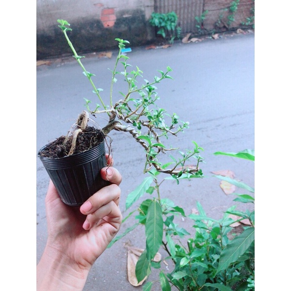 [HCM]Sam Hương Bonsai