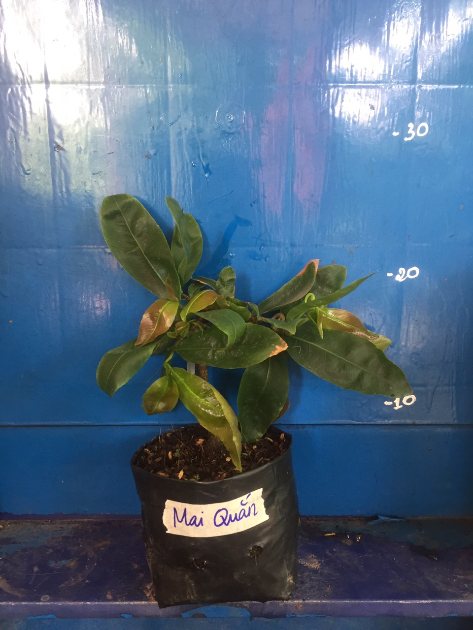 2 Cây Mai Quắn
