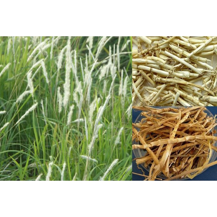 Rễ cỏ tranh (bạch mao căn) 1KG