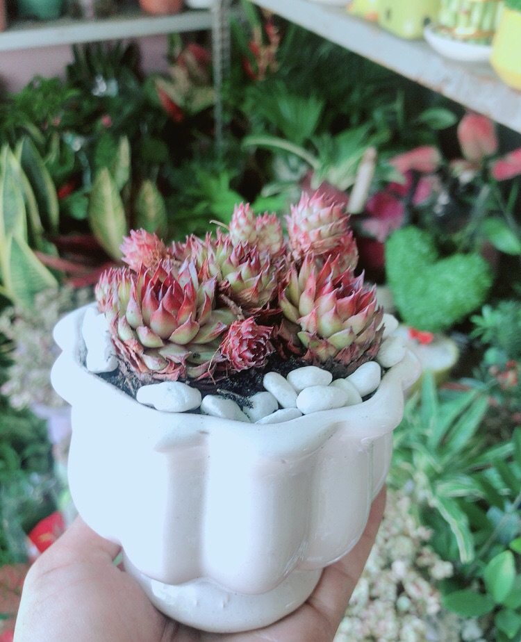 Chậu Cây Sen Phật Bà Đỏ