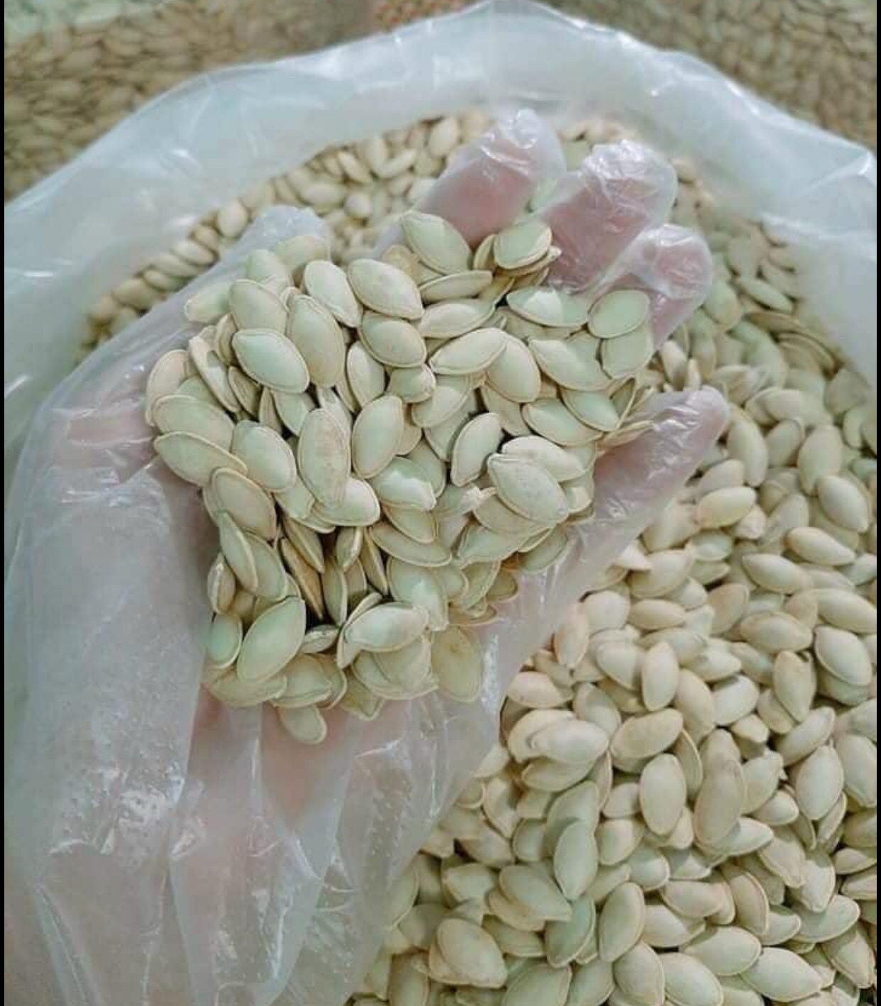 Combo 1kg HẠT BÍ 2 HŨ