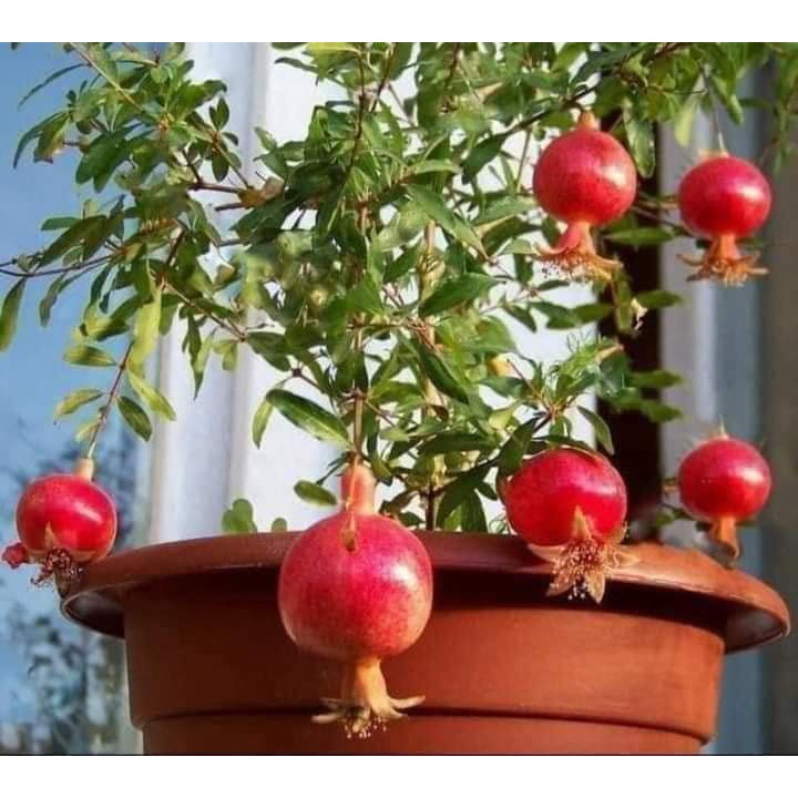 Cây giống lựu đỏ ấn độ cho trái siêu sớm (có thể trồng chậu)