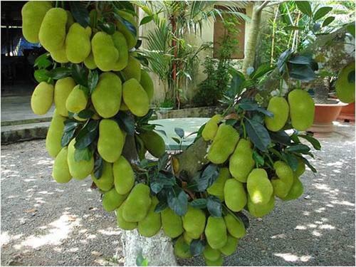 Cây Mít Tố Nữ siêu đẹp