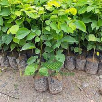 Cây giống cây gỗ Giáng Hương