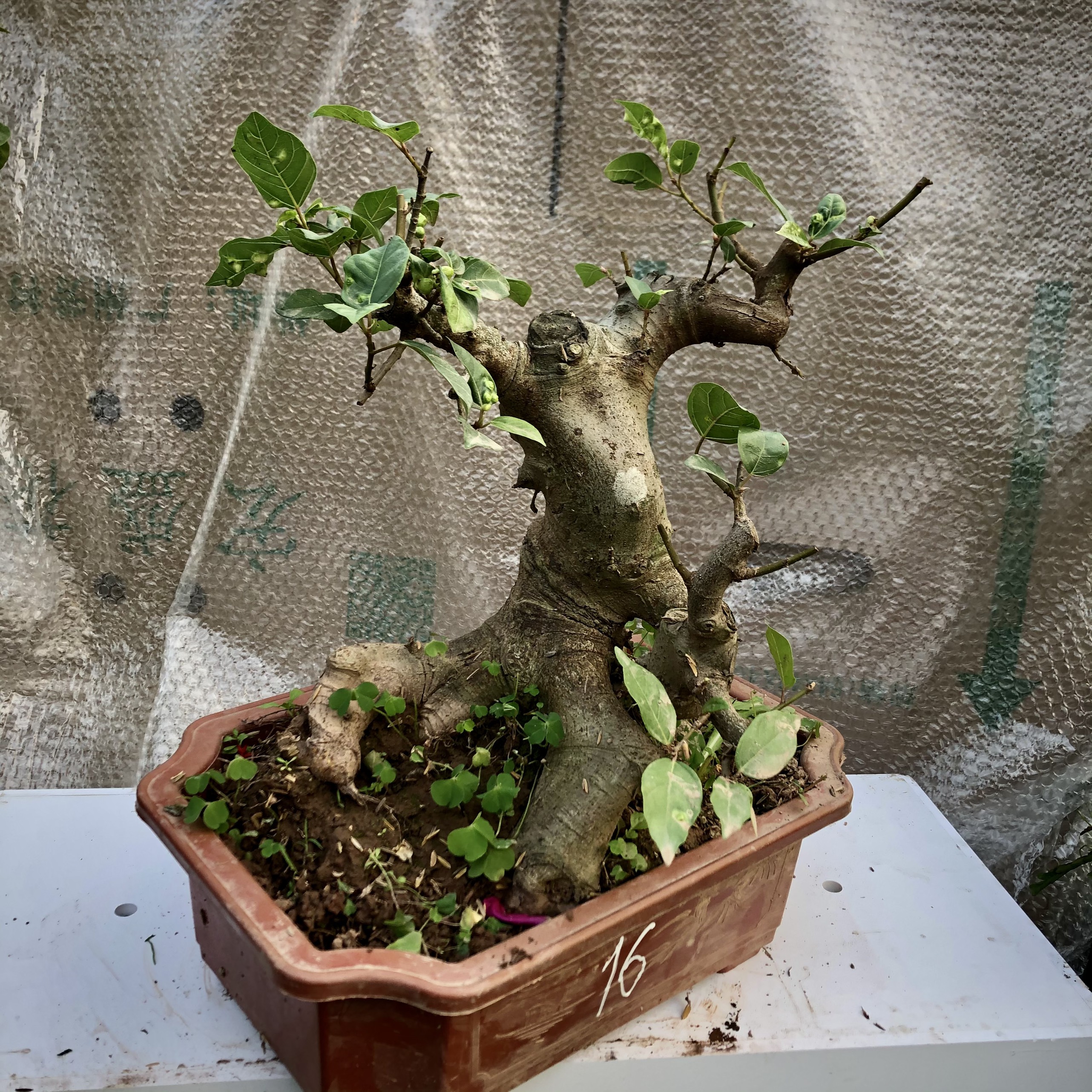 cây sung bonsai (9-18) ảnh thật đã đánh số tùy chọn