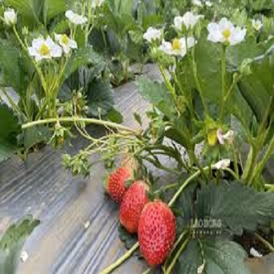 5 bầu dâu tây giống hana
