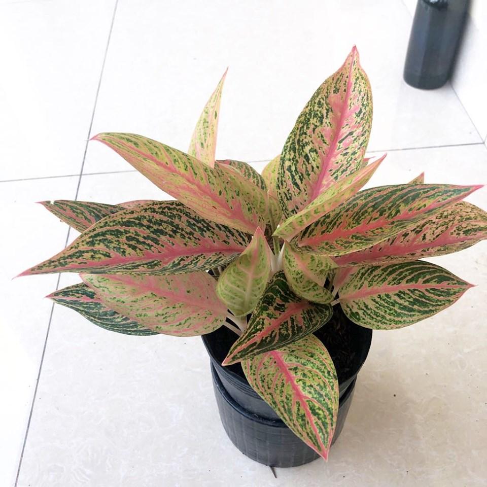 Cây thịnh vượng ( cây cung điện vàng)
