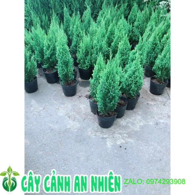 Tùng cao 30cm (Cây Sơn Tùng)