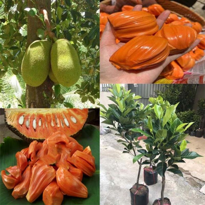 CÂY GIỐNG MÍT THÁI RUỘT ĐỎ SƠ ĐỎ (SIÊU SỚM) (cây giống siêu sớm có bảo hành )