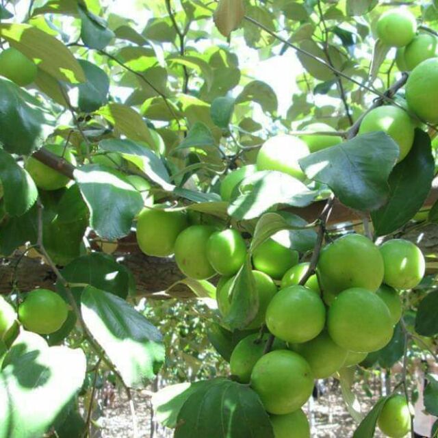 Cây giống táo lê Đài Loan - Táo Thái - cho trái to (8-11 quả/kg) vỏ mỏng ăn giòn ngon và ngọt
