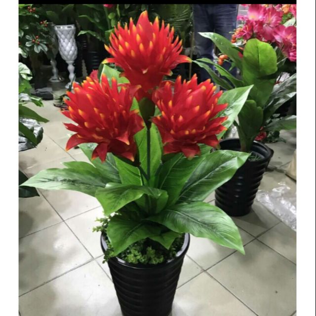 chậu CÂY ĐUỐC--CÂY LỚN--ĐỎ-VÀNG