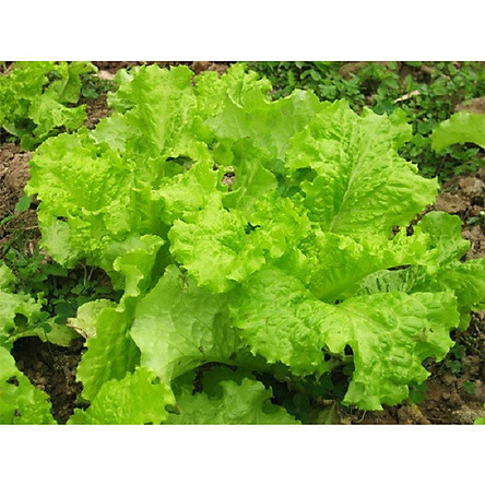 hạt giống Cải bẹ mào gà ( Cải canh)