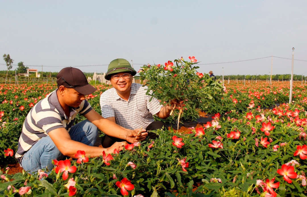 30 Hạt giống nhân sâm Bố Chính