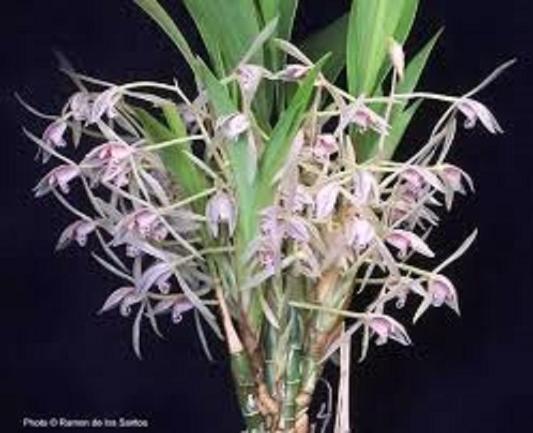 1 CÂY địa lan LÁ GIÁO RỪNG TÂ Y BẮC