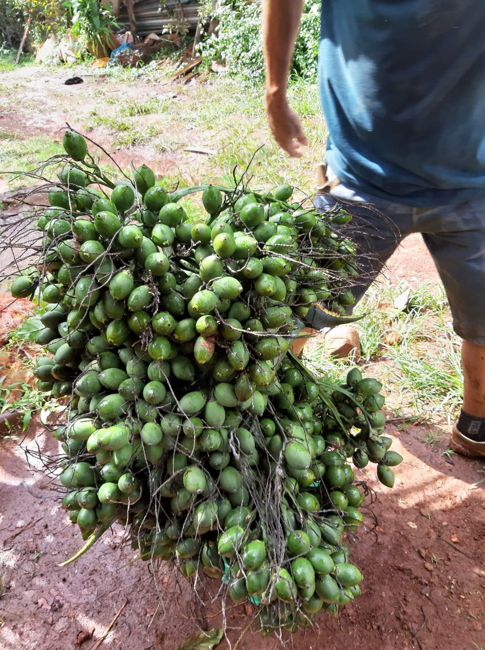 1 KG QUẢ CAU TƯƠI MIỀN BẮC