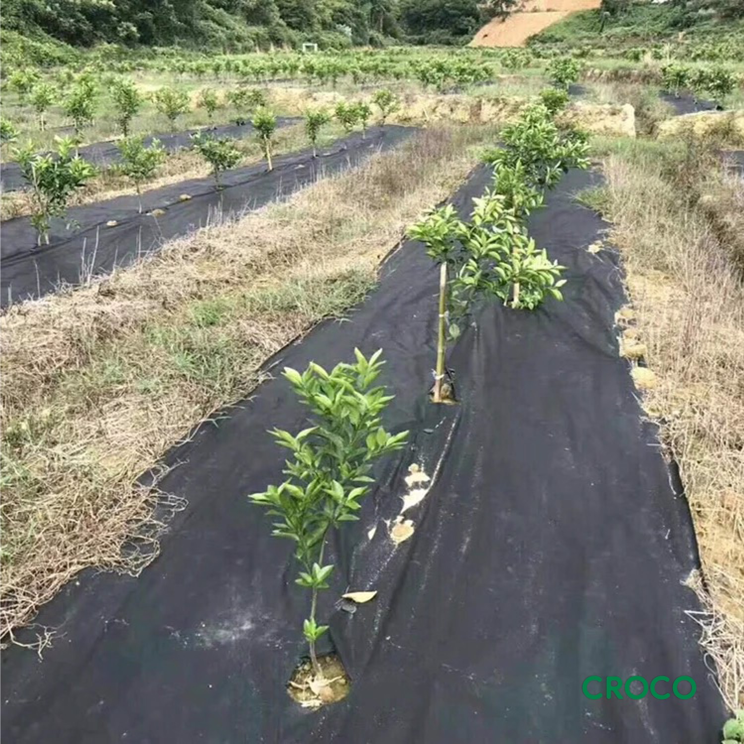 LƯỚI VẢI CHỐNG CỎ CROCO