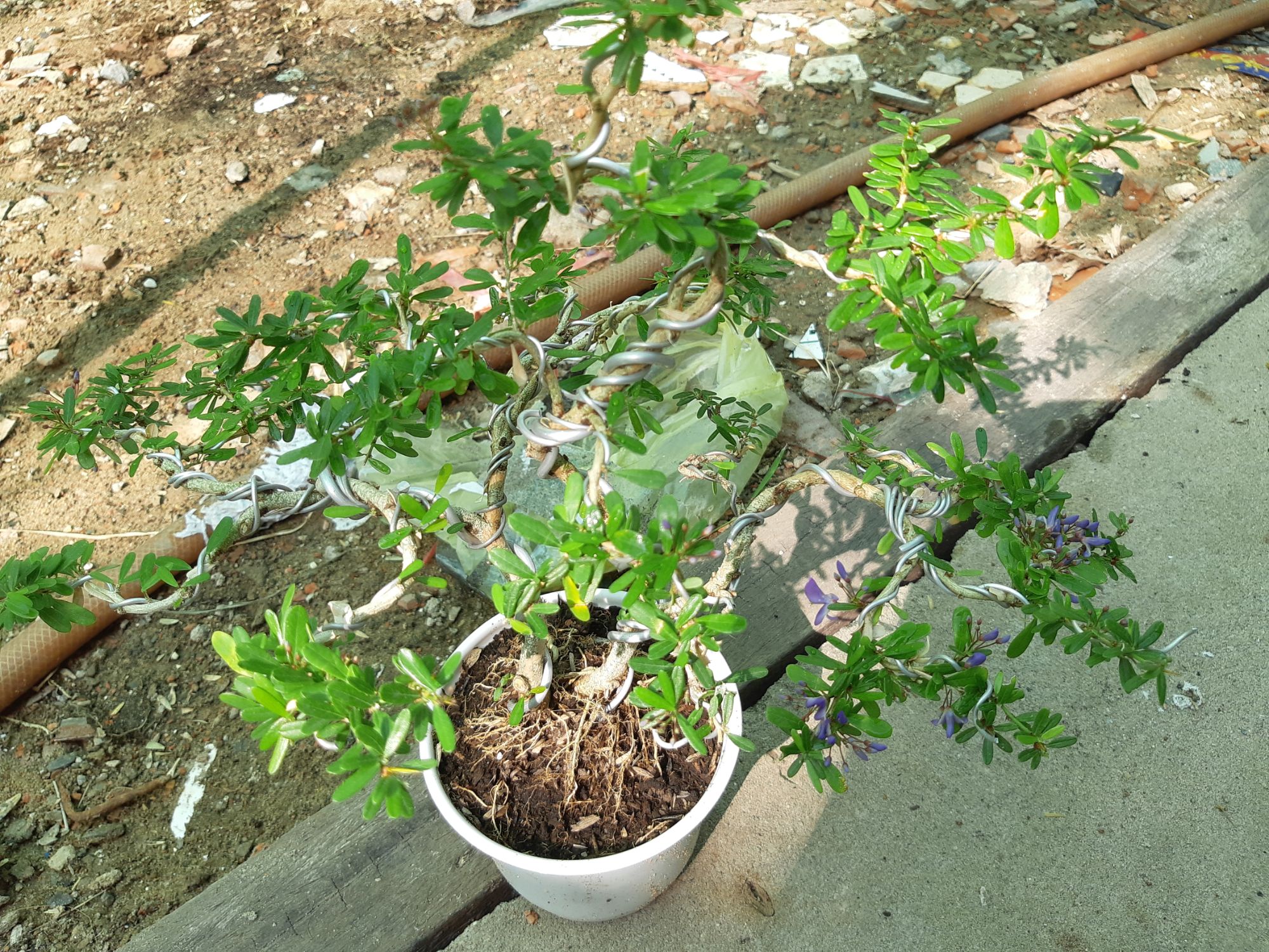 linh sam86 bonsai mini BÔNG TÍM