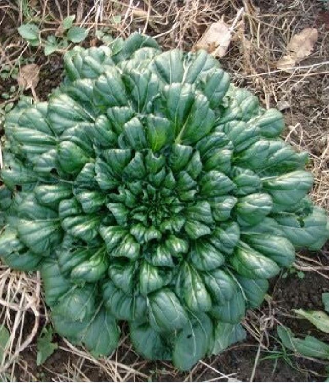 Hạt giống rau cải hoa hồng - gói 1gram