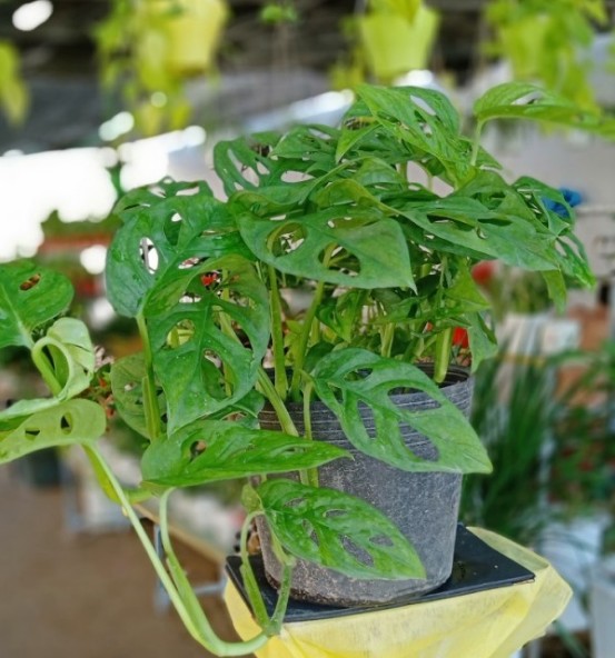Cây trầu bà lỗ - Cây cảnh mini