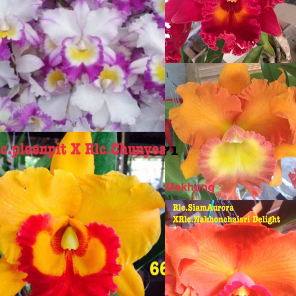 Combo 10 cây lan cattleya 10 hoa khác nhau