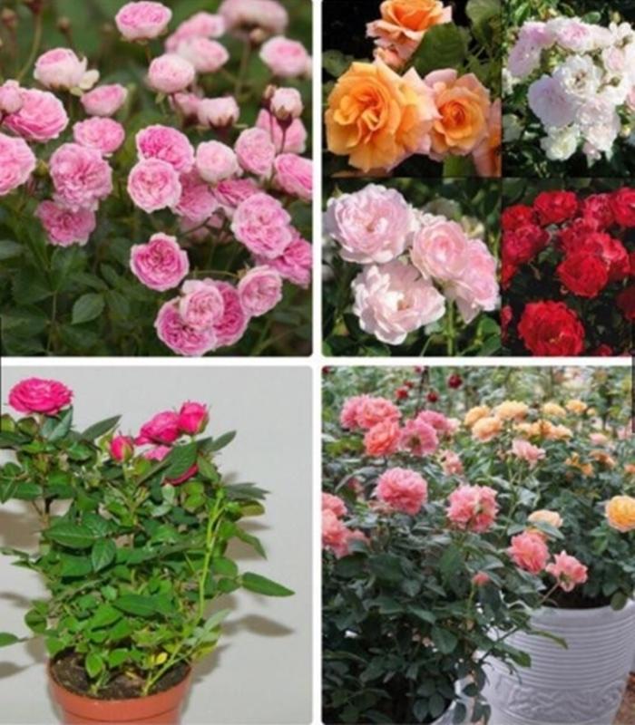 5 Hạt giống hoa Hồng thơm