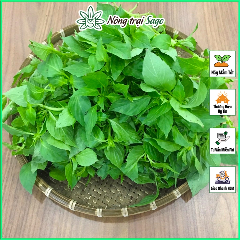Hạt giống rau thơm sả é trắng rd 189 rạng đông gói 2gram