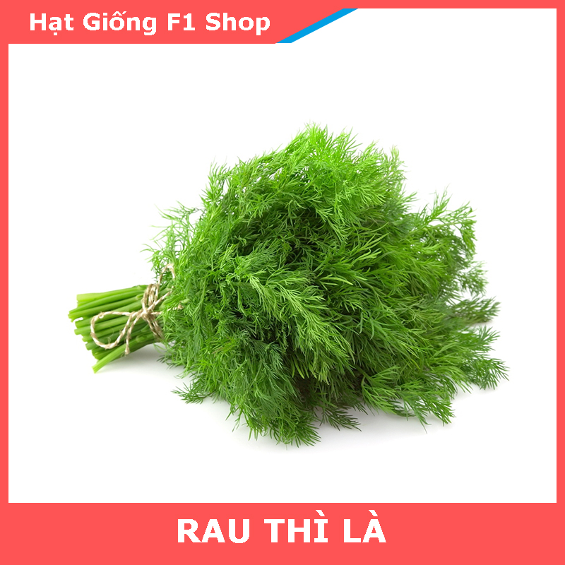Hạt Giống Rau Thì Là Dễ Trồng
