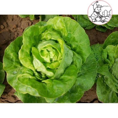 Hạt giống xà lách Búp - Gói 2 gram