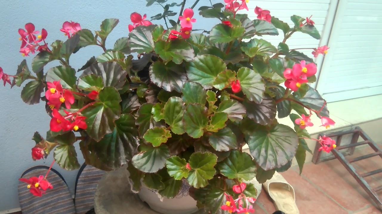 [HCM]Hoa sen cạn siêu đẹp siêu dễ trồng