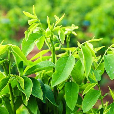 [HCM]1g Hạt Giống Rau Bồ Ngót Dễ Trồng