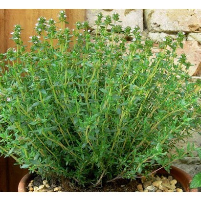 [HCM]Hạt Giống Rau Thơm Xạ Hương Thyme