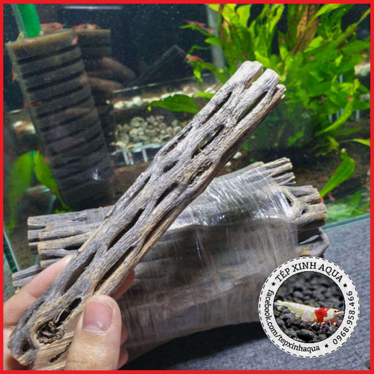 Lũa Cholla cho tép cảnh - Lũa xương rồng Cholla Cactus - Tép Xinh Aqua