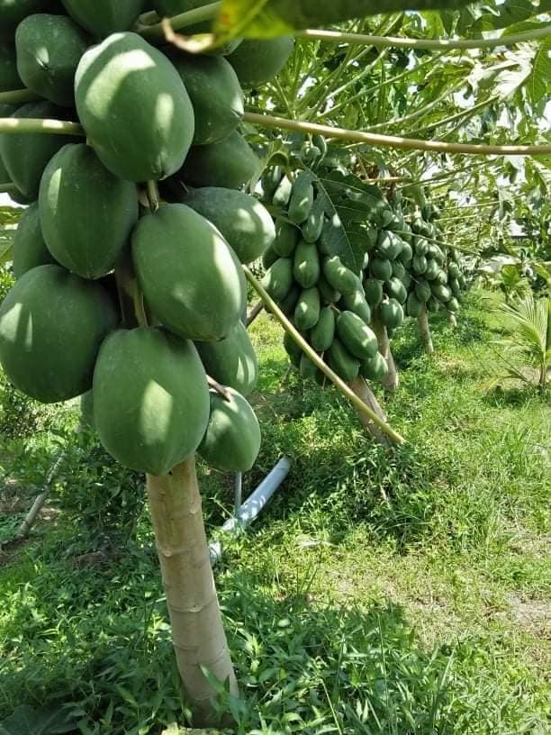 Hạt Giống Đu Đủ Long An Ruột Vàng Gói 10 Hạt - Cây Cao Từ 1.2m