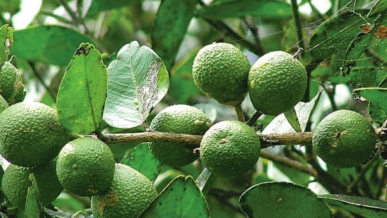 Cây quýt gai khô 500g GT314