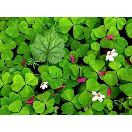 Hạt Giống Cỏ 3 lá, cỏ 4 lá