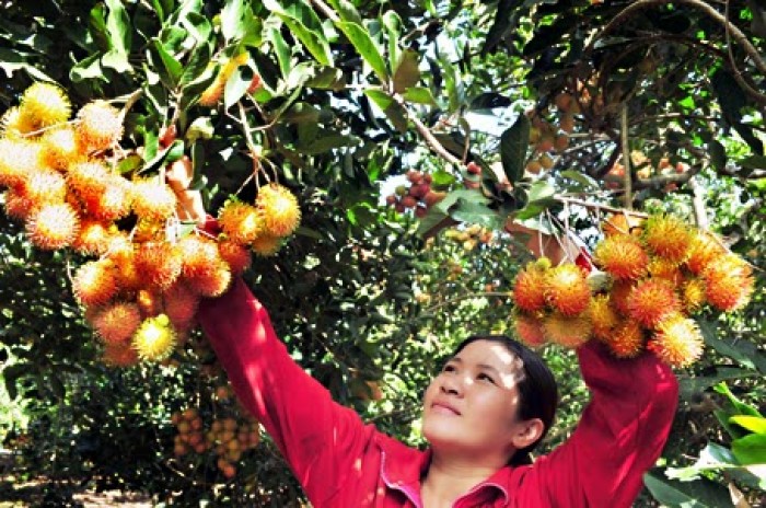 Cây giống Chôm Chôm ruột Vàng.[ Siêu Sớm ]