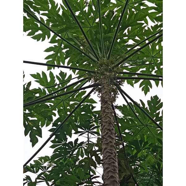 Lá Cây Đu Đủ Đực Tươi 500 gam.